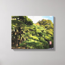 300 jaar oude dennenbomen