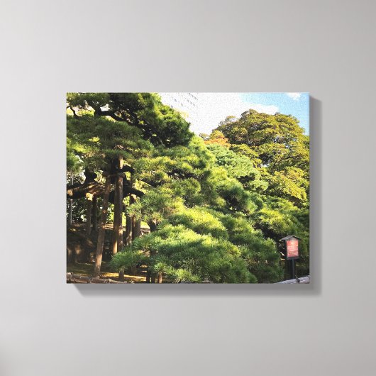 300 jaar oude dennenbomen canvas afdruk (Voorkant)