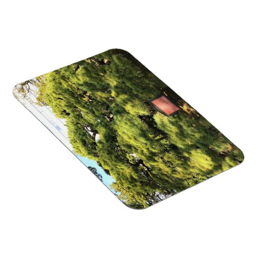 300 jaar oude dennenbomen magneet (Rechterzijde)