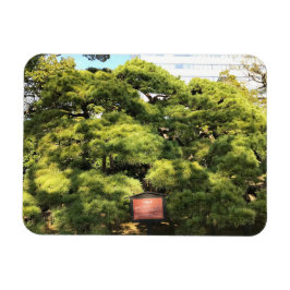 300 jaar oude dennenbomen magneet