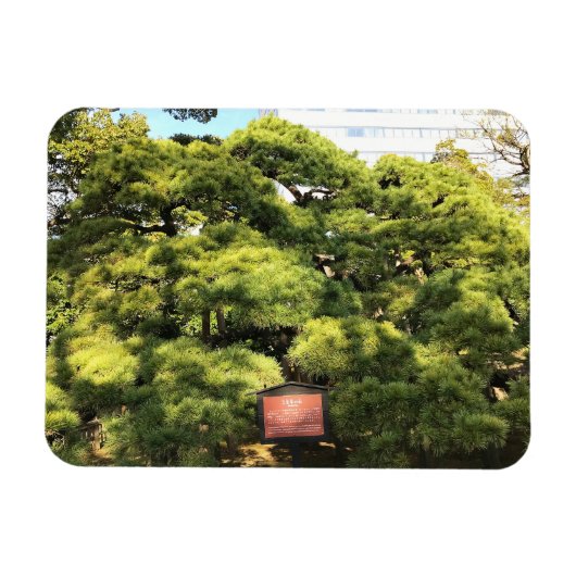 300 jaar oude dennenbomen magneet (Horizontaal)