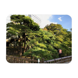 300 jaar oude dennenbomen magneet