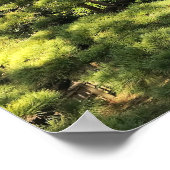 300 jaar oude dennenbomen poster (Hoek)