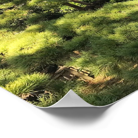 300 jaar oude dennenbomen poster (Hoek)