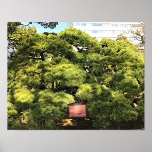 300 jaar oude dennenbomen poster