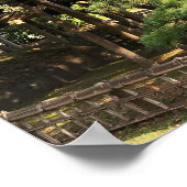 300 jaar oude dennenbomen poster (Hoek)