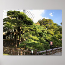 300 jaar oude dennenbomen