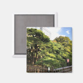 300 jaar oude pijnbomen magneet (Voorkant / Achterkant)