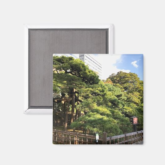 300 jaar oude pijnbomen magneet (Voorkant / Achterkant)