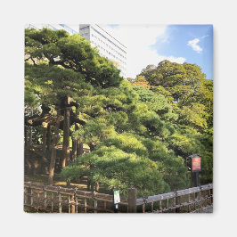 300 jaar oude pijnbomen magneet