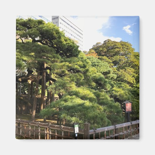 300 jaar oude pijnbomen magneet (Voorkant)