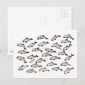 30 vaquita porpoise dolphin briefkaart (Voorkant / Achterkant)