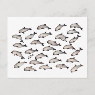 30 vaquita porpoise dolphin briefkaart