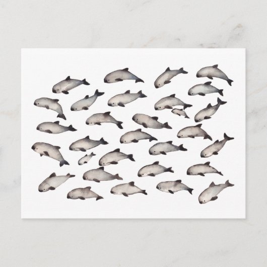 30 vaquita porpoise dolphin briefkaart (Voorkant)