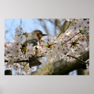 30x20 Kersenbloesem Birdie Jeju-do Foto Print