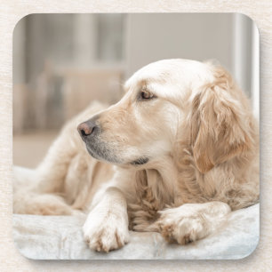 34137641_xxl bier onderzetter