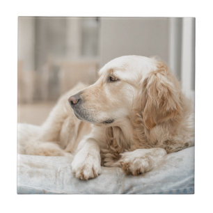 34137641_xxl tegeltje