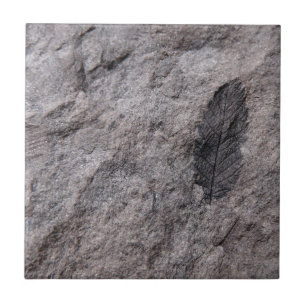 350 miljoen jaar Oude Plant Fossil Decorative Tile Tegeltje