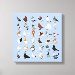 36 de Rassen van de duif Canvas Afdruk