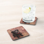 36 weken oud zwart laboratorium onderzetter (Rechterzijde)