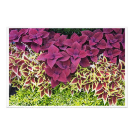 36"x24" Coleus Foto Afdruk