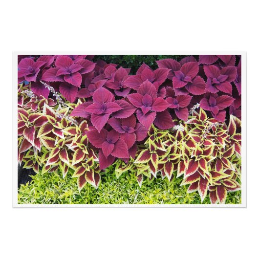 36"x24" Coleus Foto Afdruk (Voorkant)