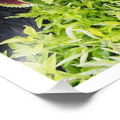 36"x24" Coleus Foto Afdruk (Hoek)