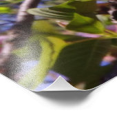 36"x24" Kersenbloesems Foto Afdruk (Hoek)