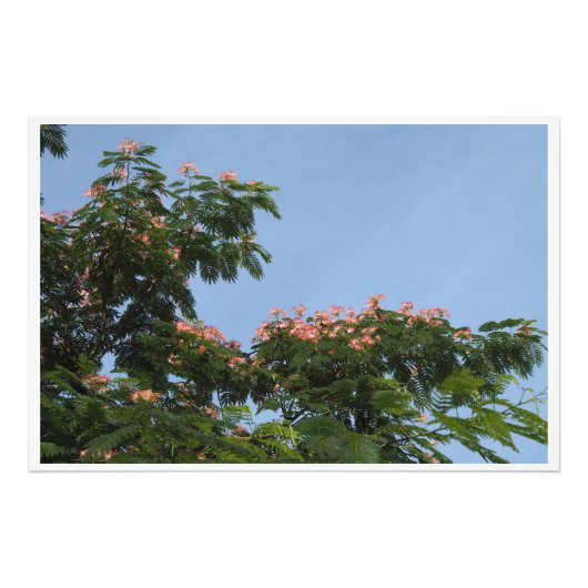 36"x24" Mimosa Boom Foto Afdruk (Voorkant)