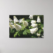 36 "x24" Oakleaf Hydrangea Canvas Afdruk (Voorkant)