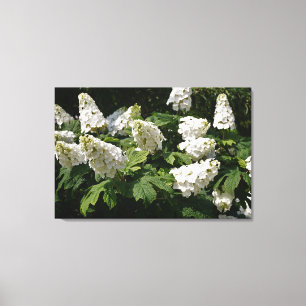 36 "x24" Oakleaf Hydrangea Canvas Afdruk