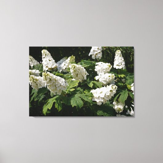 36 "x24" Oakleaf Hydrangea Canvas Afdruk (Voorkant)