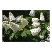 36 "x24" Oakleaf Hydrangea Foto Afdruk (Voorkant)