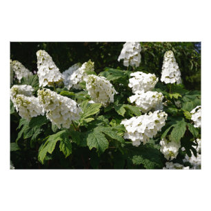 36 "x24" Oakleaf Hydrangea Foto Afdruk