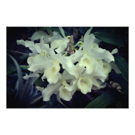 36"x24" Orchideeën Foto Afdruk