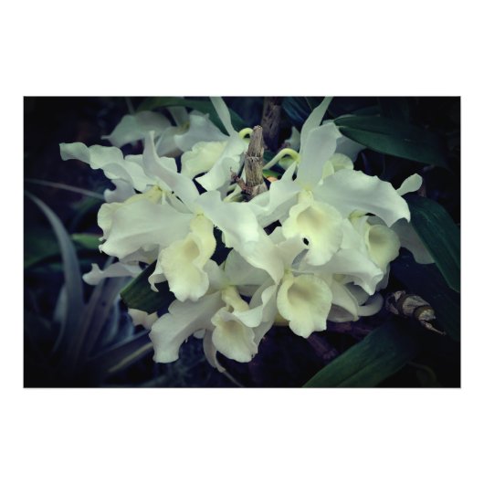 36"x24" Orchideeën Foto Afdruk (Voorkant)