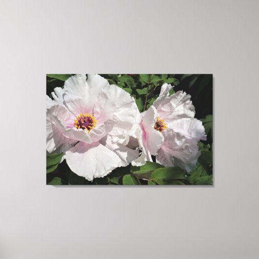 36 "x24" pioenrozen canvas afdruk (Voorkant)