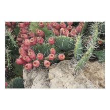 36 "x24" Prickly Pear