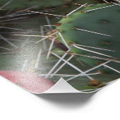 36 "x24" Prickly Pear Foto Afdruk (Hoek)