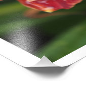 36"x24" Rode daglelies Foto Afdruk (Hoek)