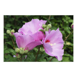 36"x24" Rose of Sharon Foto Afdruk