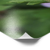 36"x24" Rose of Sharon Foto Afdruk (Hoek)