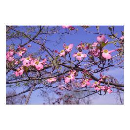 36"x24" Roze Bloedrode Kornoelje Foto Afdruk