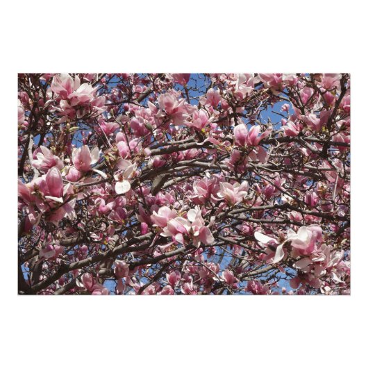 36"x24" Roze Magnolia Foto Afdruk (Voorkant)