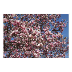 36"x24" Roze Magnolia Foto Afdruk
