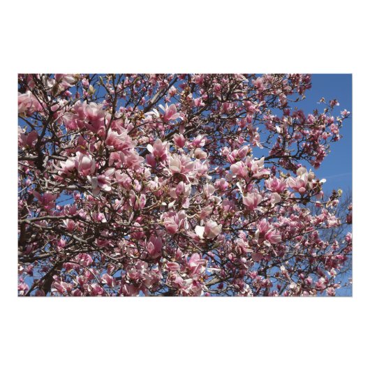 36"x24" Roze Magnolia Foto Afdruk (Voorkant)