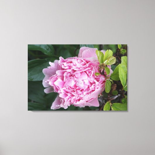 36 "x24" roze pioen canvas afdruk (Voorkant)