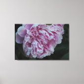 36"x24" Roze Pioen Canvas Afdruk (Voorkant)