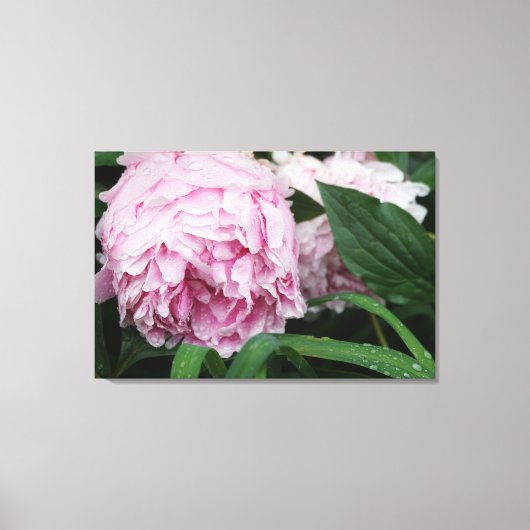 36 "x24" roze pioen canvas afdruk (Voorkant)