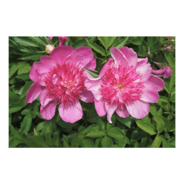 36 "x24" roze pioenen foto afdruk